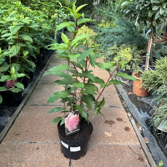 Hydrangea paniculata pinkachu