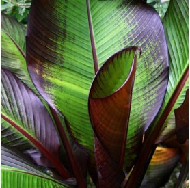 Ensete ventricosum 'Maurelli' - Vörös abesszín banán