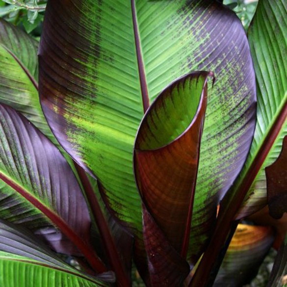 Ensete ventricosum 'Maurelli' - Vörös abesszín banán