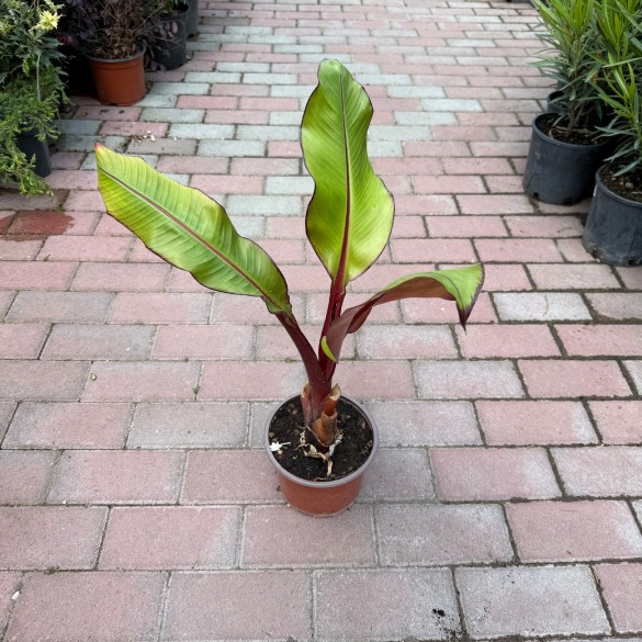 Ensete ventricosum 'Maurelli' - Vörös abesszín banán