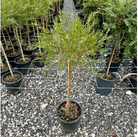 Callistemon citrinus - Citrom illatú kefevirág