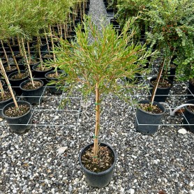 Callistemon citrinus - Citrom illatú kefevirág