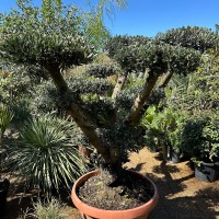 Olea europea