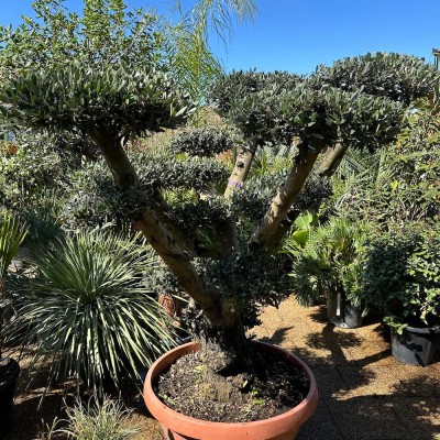 Olea europea