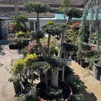 Olea europea