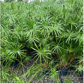 Cyperus papyrus - Papiruszsás