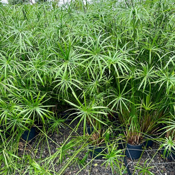 Cyperus papyrus - Papiruszsás