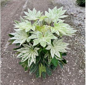 Fatsia japonica 'Spider's Web' - Szobaarália