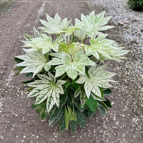 Fatsia japonica 'Spider's Web' - Szobaarália