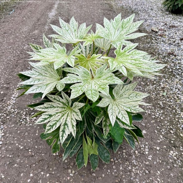 Fatsia japonica 'Spider's Web' - Szobaarália