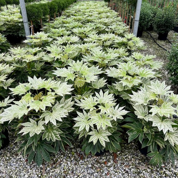 Fatsia japonica 'Spider's Web' - Szobaarália
