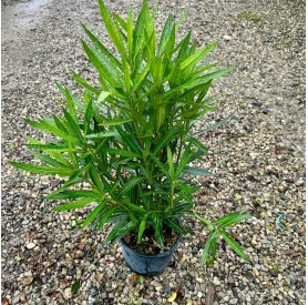 Nerium oleander - Téglavörös virágú leander