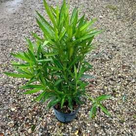 Nerium oleander - Téglavörös virágú leander