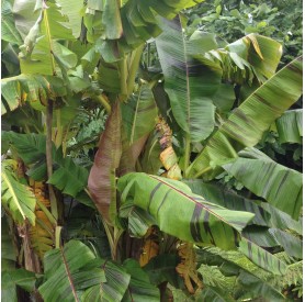 Musa sikkimensis 'Red tiger' - Csíkos levelű banán