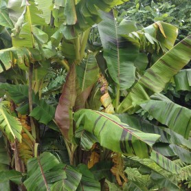 Musa sikkimensis 'Red tiger' - Csíkos levelű banán