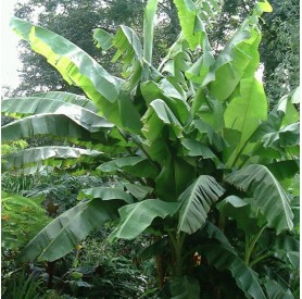 Musa sikkimensis 'Helen's hybrid' - Banán