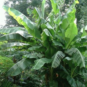 Musa sikkimensis 'Helen's hybrid' - Banán
