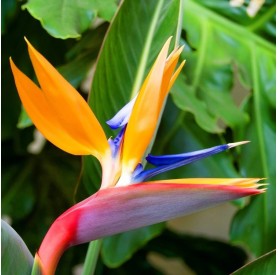 Strelitzia reginae - Pompás papagájvirág