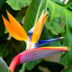 Strelitzia reginae - Pompás papagájvirág