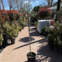 Olea Europea