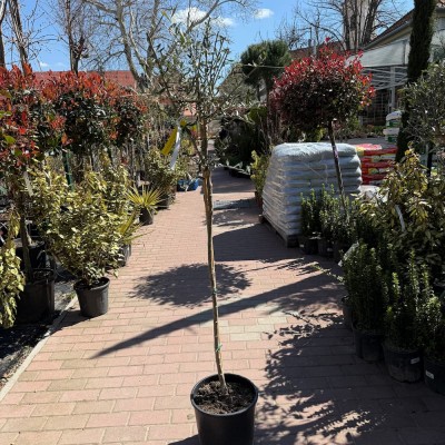 Olea Europea