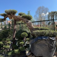 Olea europea Picual bonsai