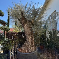 Olea bonsai