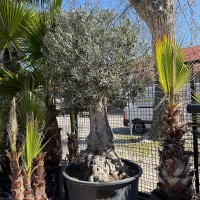 Olea bonsai