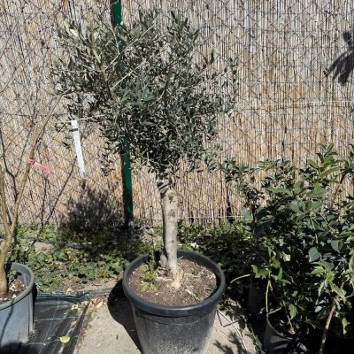Olea europea