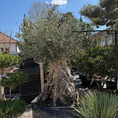 Olea europea maxi bonsai