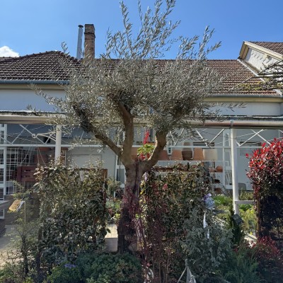 Olea Hojiblanca