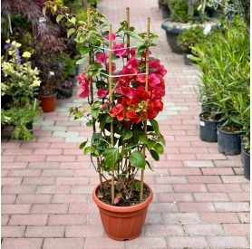 Bougainvillea 'Californiana' - Murvafürt