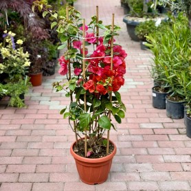 Bougainvillea 'Californiana' - Murvafürt