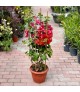 Bougainvillea 'Californiana' - Murvafürt