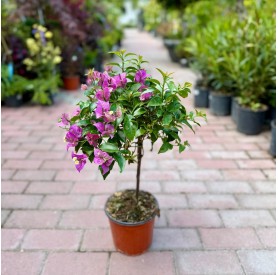 Bougainvillea 'Alexandra' - Murvafürt (45 cm)