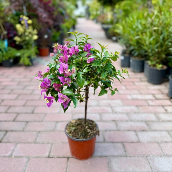 Bougainvillea 'Alexandra' - Murvafürt (45 cm)