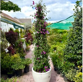 Bougainvillea 'Alexandra' - Murvafürt (170 cm)