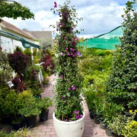 Bougainvillea 'Alexandra' - Murvafürt (170 cm)
