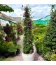 Bougainvillea 'Alexandra' - Murvafürt (170 cm)
