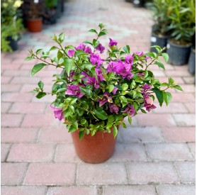 Bougainvillea 'Alexandra' - Murvafürt (20 cm)