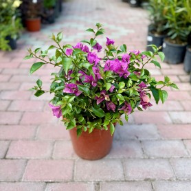 Bougainvillea 'Alexandra' - Murvafürt (20 cm)