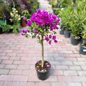 Bougainvillea 'Sanderiana' - Murvafürt (70 cm)