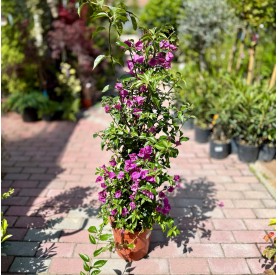 Bougainvillea 'Glabra Sanderiana' - Murvafürt (90 cm)
