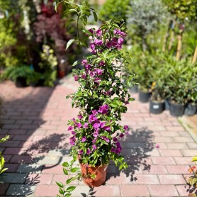 Bougainvillea 'Sanderiana' - Murvafürt (90 cm)