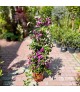 Bougainvillea 'Glabra Sanderiana' - Murvafürt (90 cm)