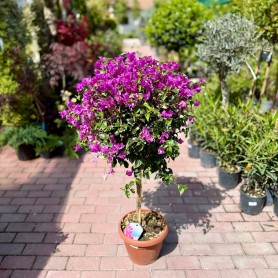 Bougainvillea 'Sanderiana' - Murvafürt (100 cm)