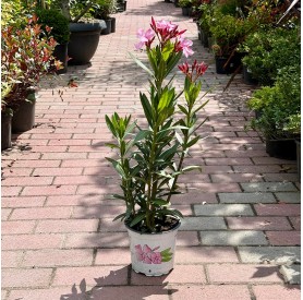 Nerium oleander - Leander (50 cm)
