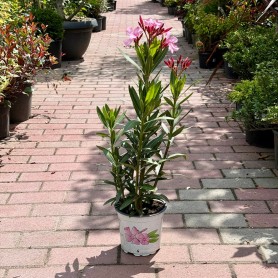 Nerium oleander - Leander (50 cm)