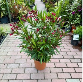 Nerium oleander 'Red, Light Red, White' - Leander (60 cm)