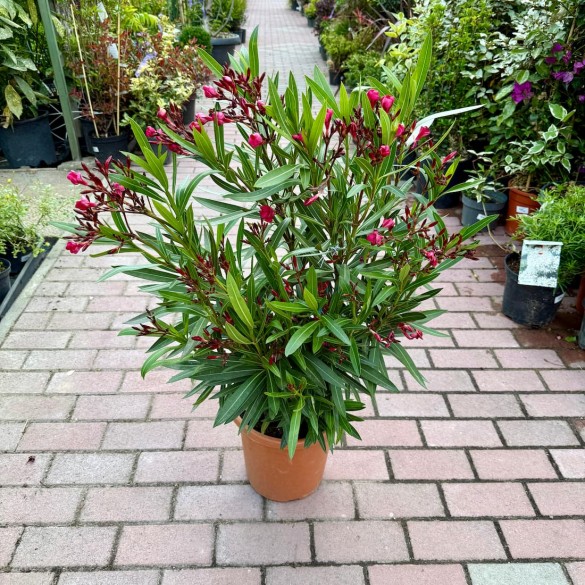 Nerium oleander 'Red, Light Red, White' - Leander (60 cm)